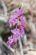 Daphne mezereum